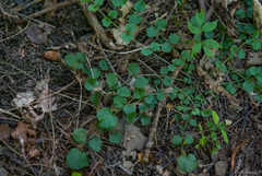 Cardamine pratensis