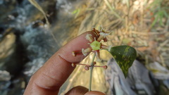 Euonymus indicus