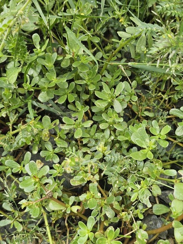 Portulaca oleracea (forma ornamental)