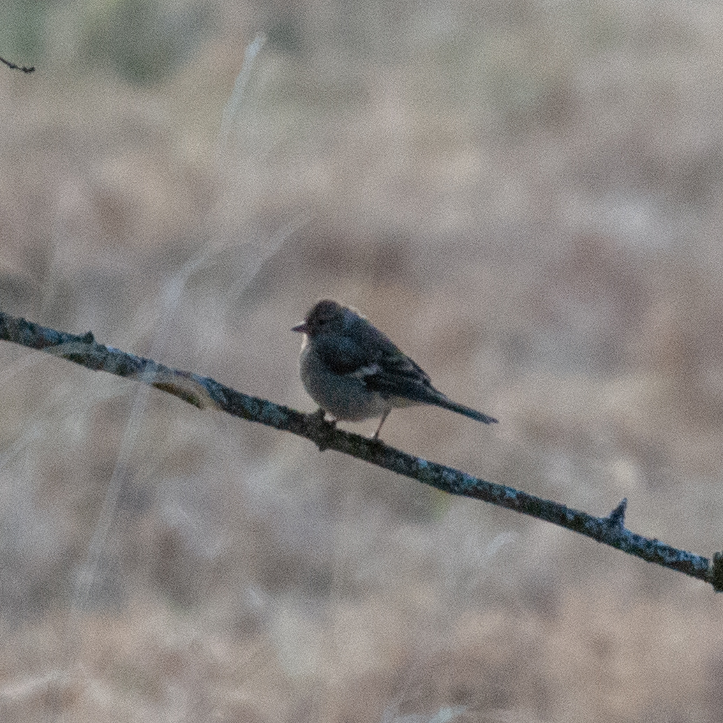 Eurasian Chaffinch