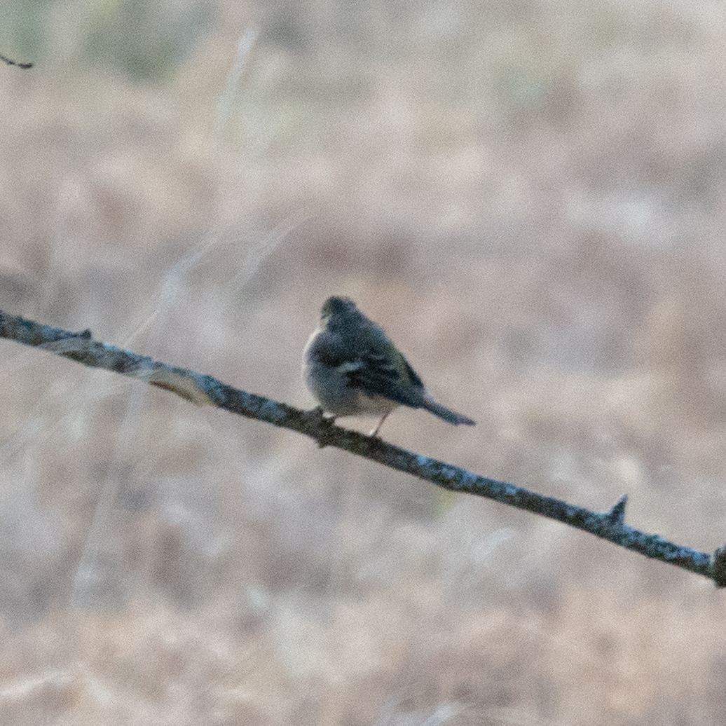 Eurasian Chaffinch