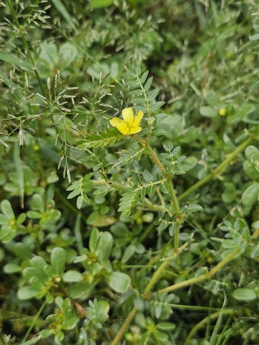 Tribulus terrestris iNat (1)