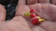 Garcinia gummi-gutta