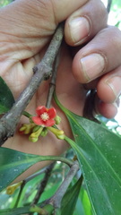 Garcinia gummi-gutta