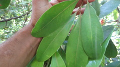 Garcinia gummi-gutta