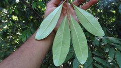 Garcinia gummi-gutta