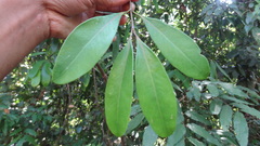 Garcinia gummi-gutta