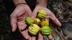 Garcinia gummi-gutta