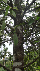 Garcinia gummi-gutta