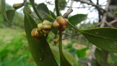 Garcinia gummi-gutta
