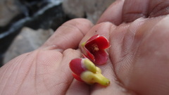 Garcinia gummi-gutta