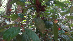 Garcinia morella