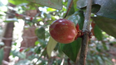 Garcinia morella