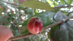 Garcinia morella