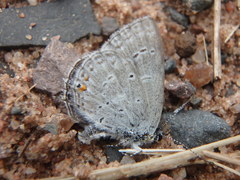 Cupido amyntula