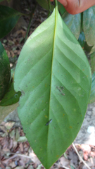 Garcinia morella