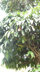 Garcinia xanthochymus