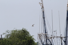 Leucophaeus atricilla megalopterus