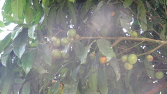 Garcinia xanthochymus