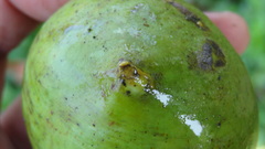 Garcinia xanthochymus
