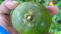 Garcinia xanthochymus