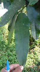 Garcinia xanthochymus