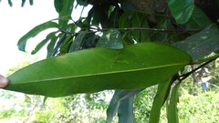 Garcinia xanthochymus