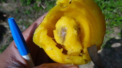 Garcinia xanthochymus