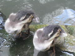 Anas platyrhynchos