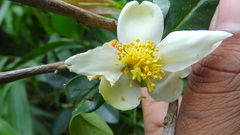 Gordonia obtusa