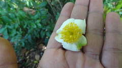 Gordonia obtusa