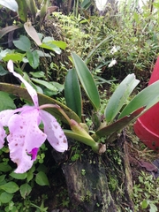 Cattleya