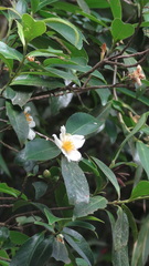 Gordonia obtusa