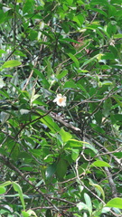 Gordonia obtusa