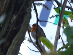 Erithacus rubecula
