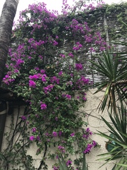 Bougainvillea