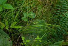 Carex bromoides