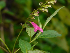 Salvia tortuosa