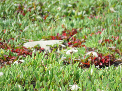 Dryas ajanensis