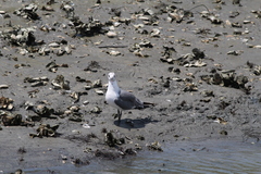 Leucophaeus atricilla megalopterus