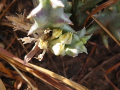 Orbea lutea