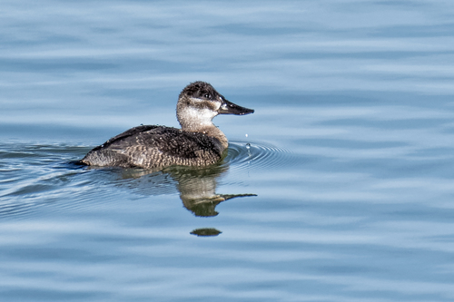Ruddy Duck, photo 5 of 8