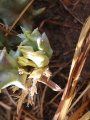Orbea lutea