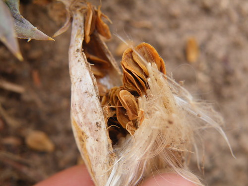 Image of Orbea lutea by (c) Antoinette Eyssell Knox, some rights reserved (CC BY-SA)