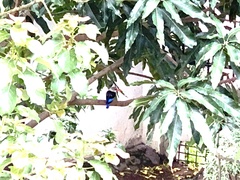 Halcyon leucocephala