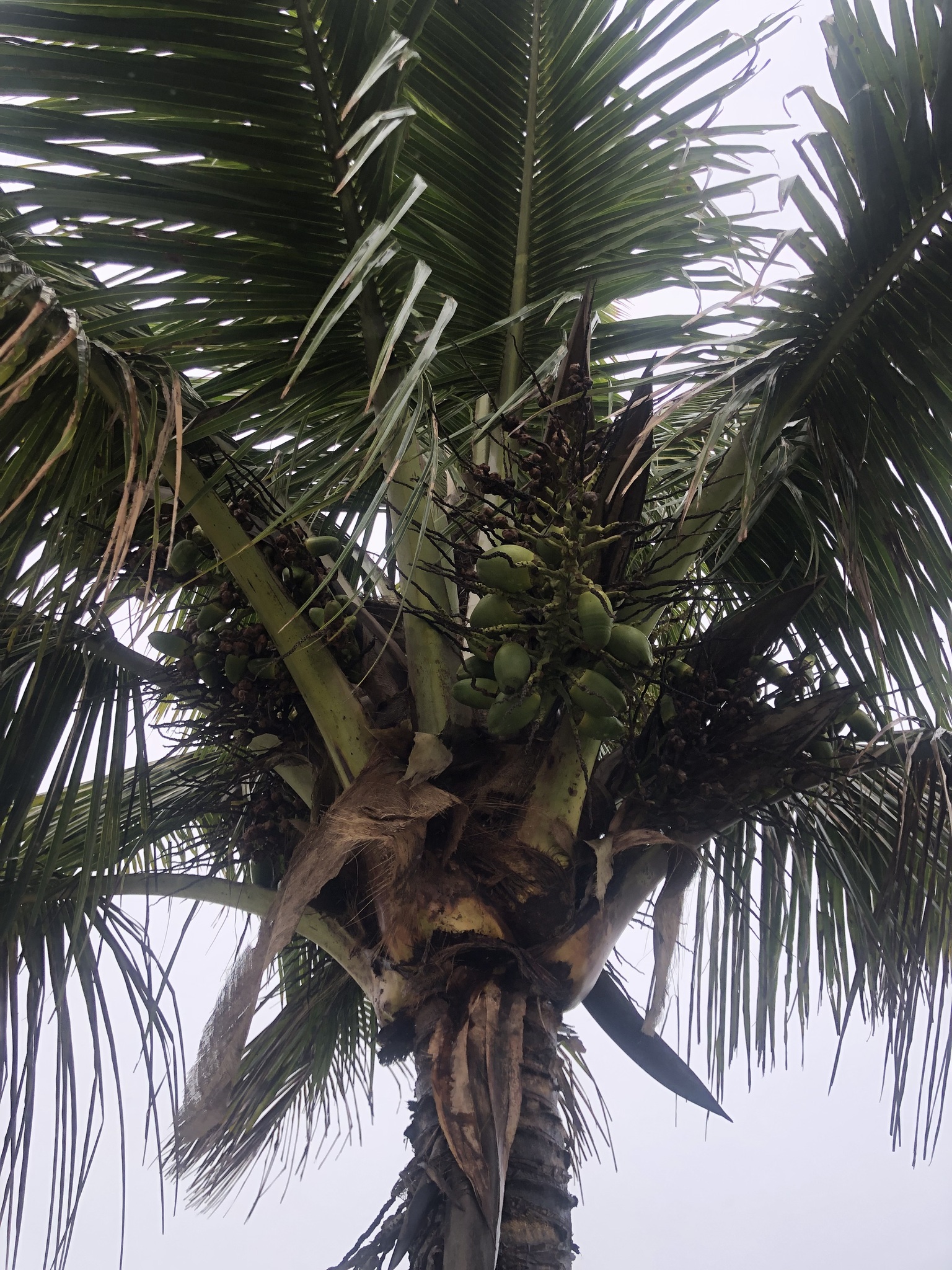 Cocos nucifera