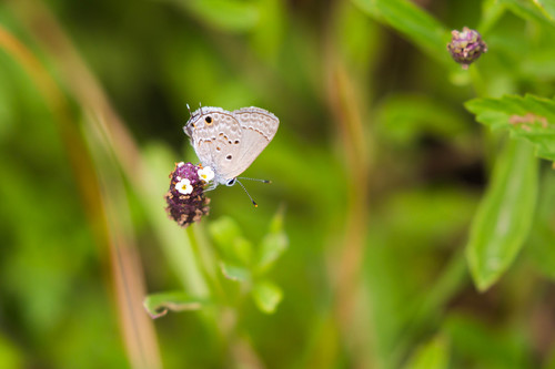 Mallow Scrub-Hairstreak