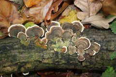 Trametes versicolor