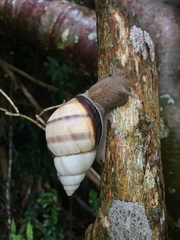 Orthalicus floridensis