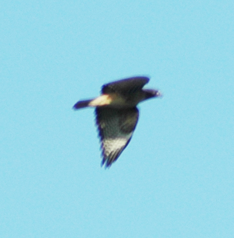 iNaturalist observation photo of Red-tailed Hawk